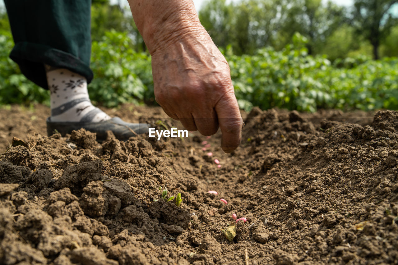 LOW SECTION OF MAN WORKING IN VINEYARD