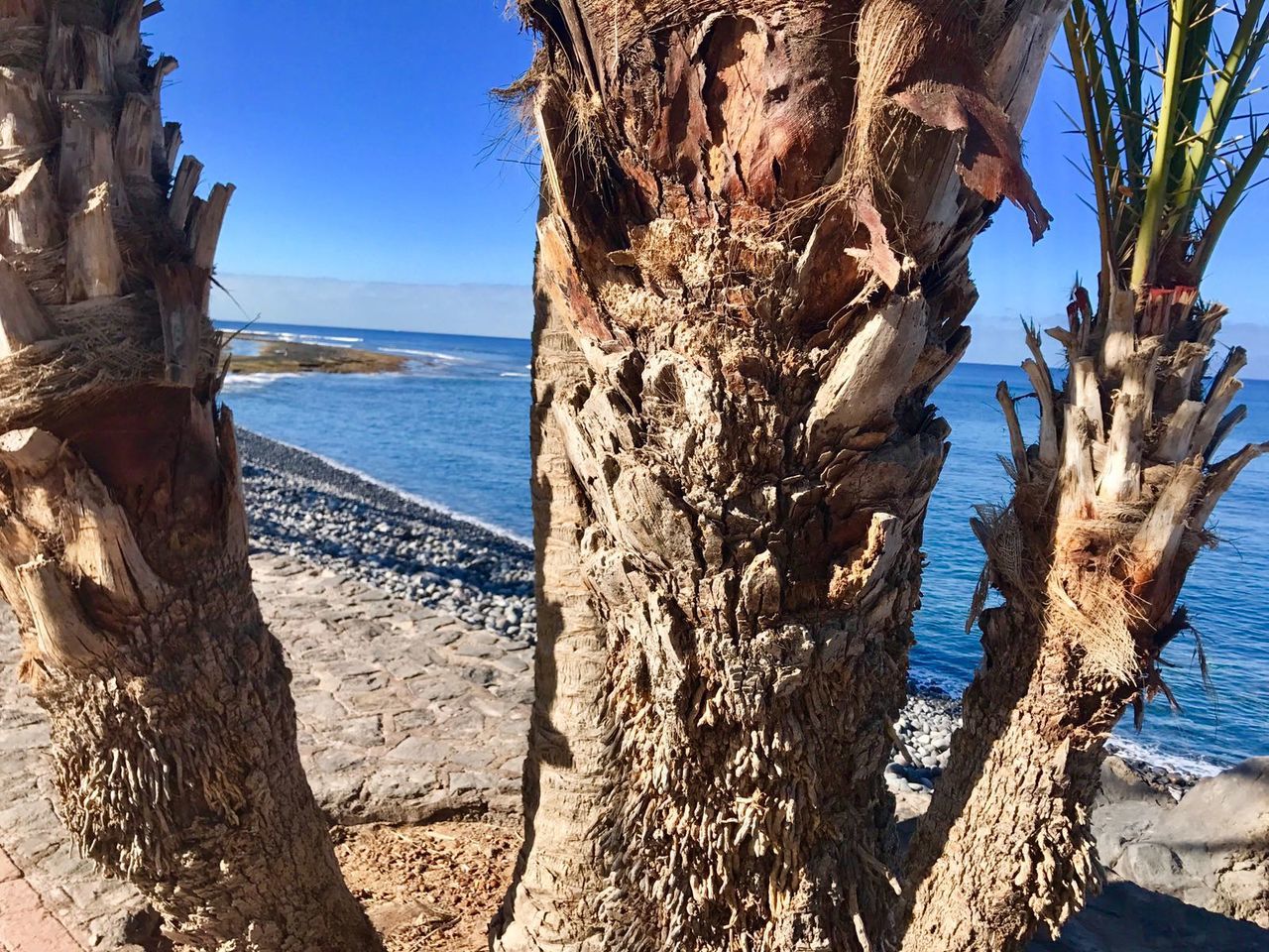 CLOSE-UP OF TREE BY SEA AGAINST CLEAR SKY