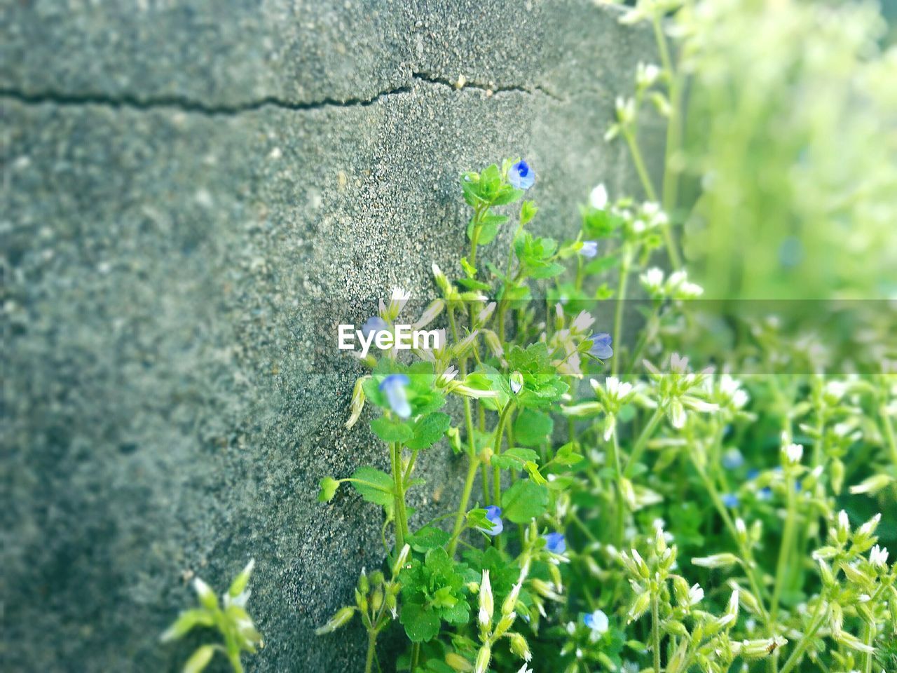 CLOSE-UP OF PLANT GROWING OUTDOORS