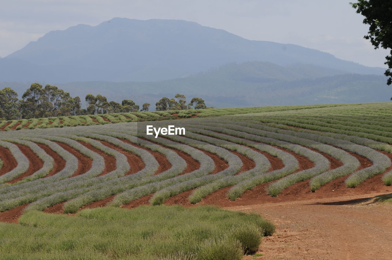 SCENIC VIEW OF FIELD AGAINST MOUNTAINS