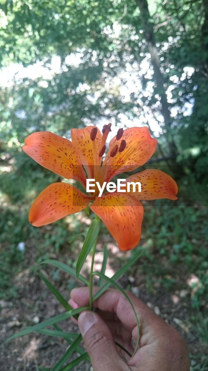 Cropped image of hand holding orange tiger lily on field against trees