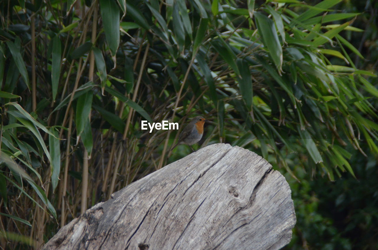 BIRD PERCHING ON TREE