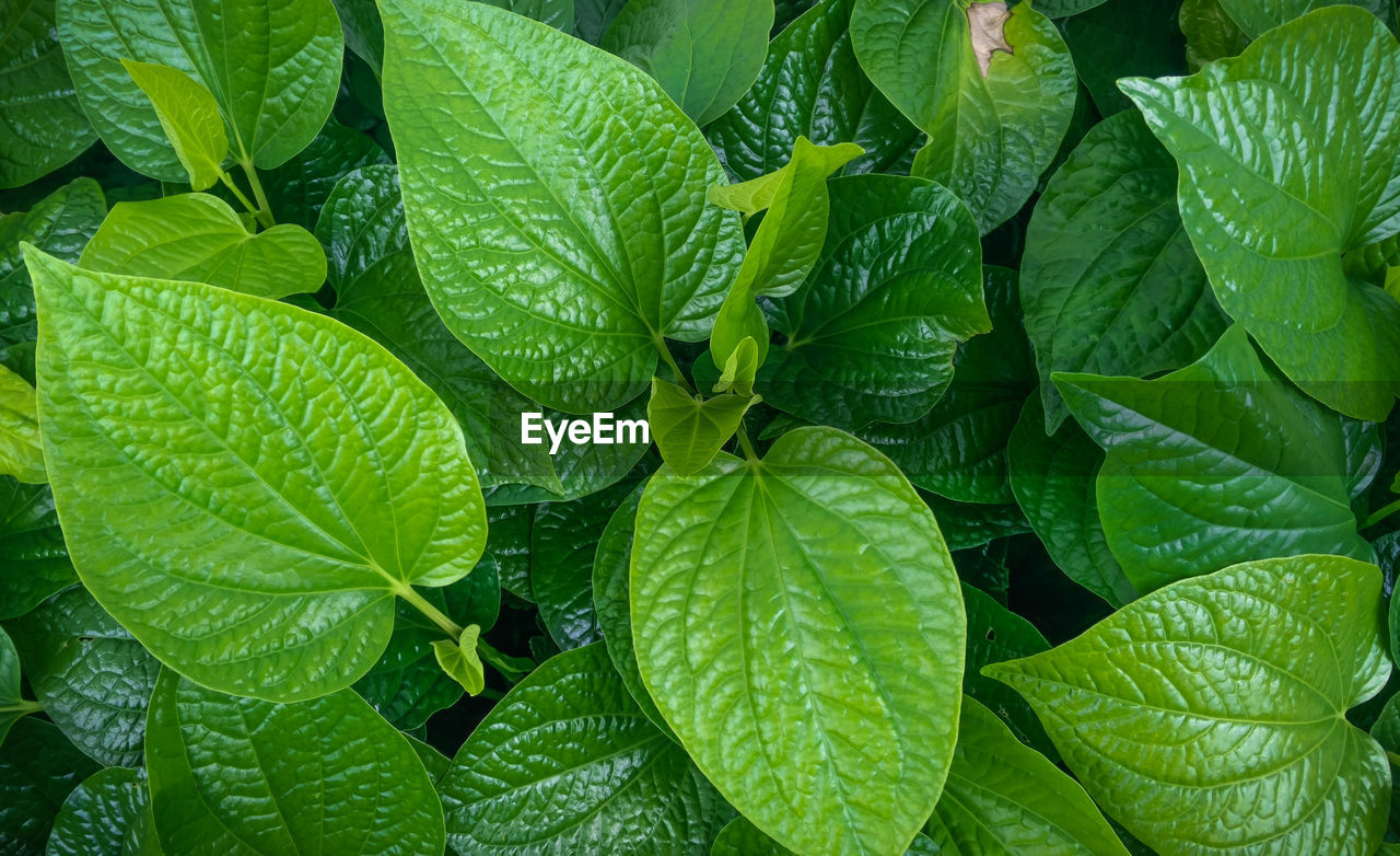 Full frame shot of green plants