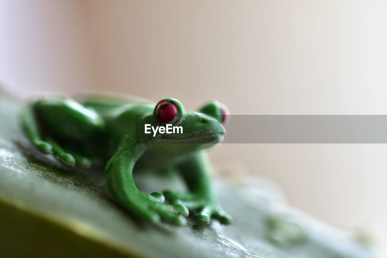 CLOSE-UP OF FROG ON GREEN LEAF