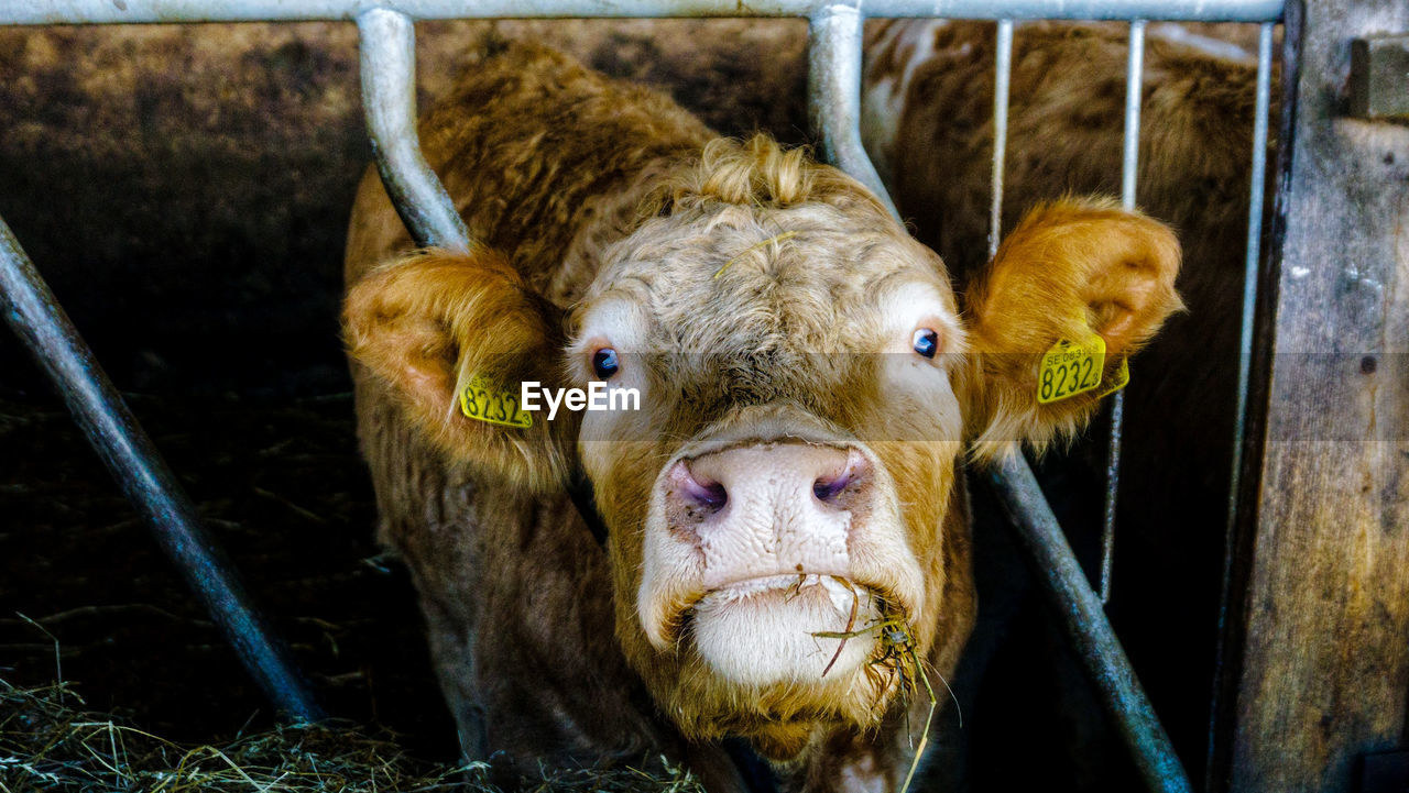 Portrait of cow in pen