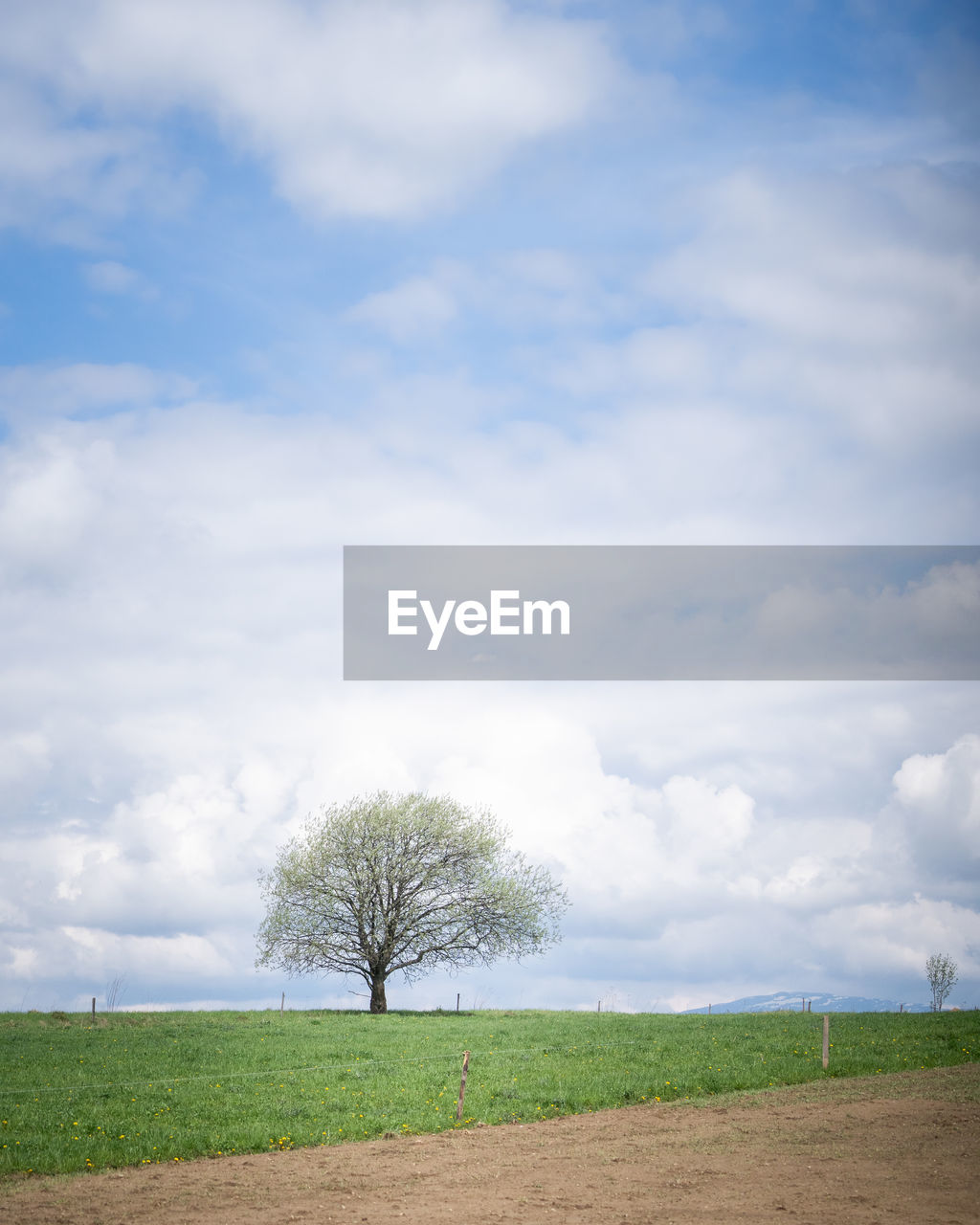 cloud, sky, horizon, plant, grass, field, tree, landscape, environment, nature, rural area, land, beauty in nature, day, tranquility, sunlight, tranquil scene, scenics - nature, plain, no people, hill, outdoors, wind, morning, rural scene, green, growth, blue, grassland, non-urban scene, prairie, agriculture