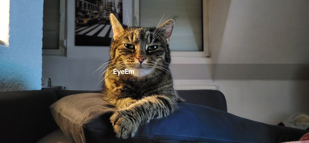 animal, animal themes, mammal, pet, domestic animals, cat, one animal, domestic cat, feline, sitting, indoors, portrait, looking at camera, furniture, whiskers, home interior, sofa, relaxation, felidae, domestic room, small to medium-sized cats, no people, looking, carnivore