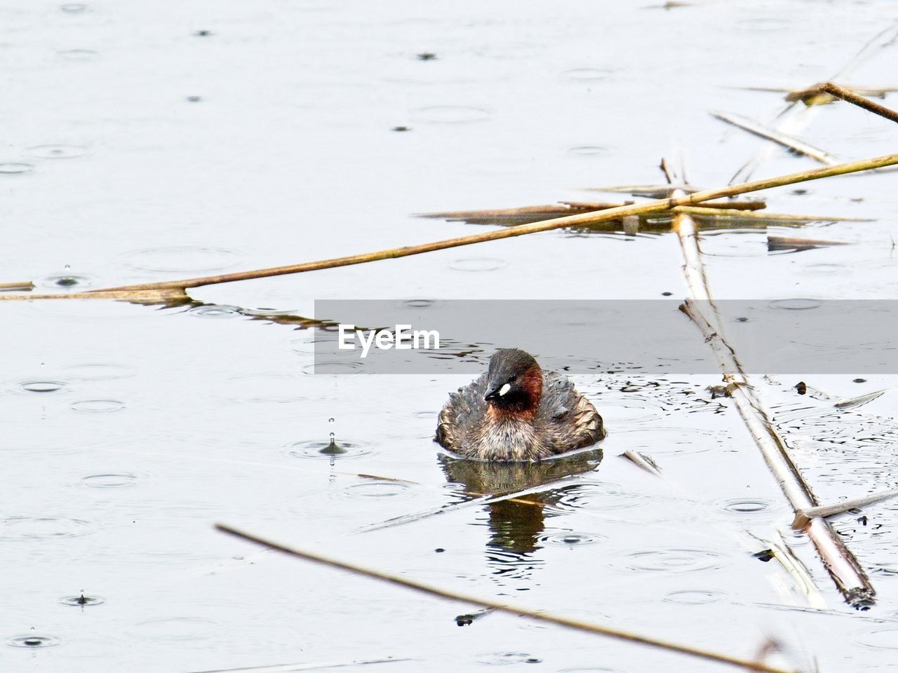 HIGH ANGLE VIEW OF AN ANIMAL IN LAKE