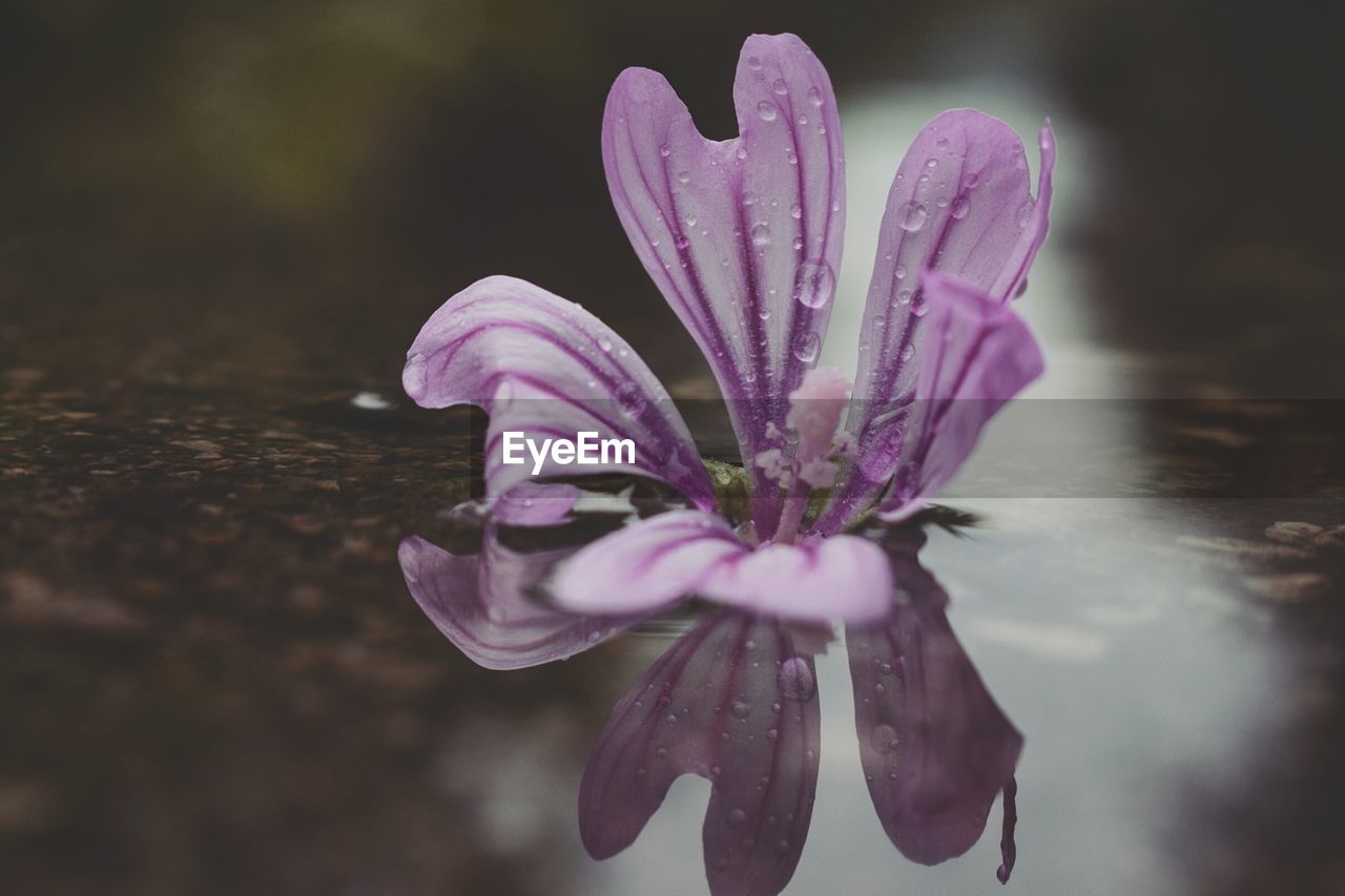 Close-up of purple flower