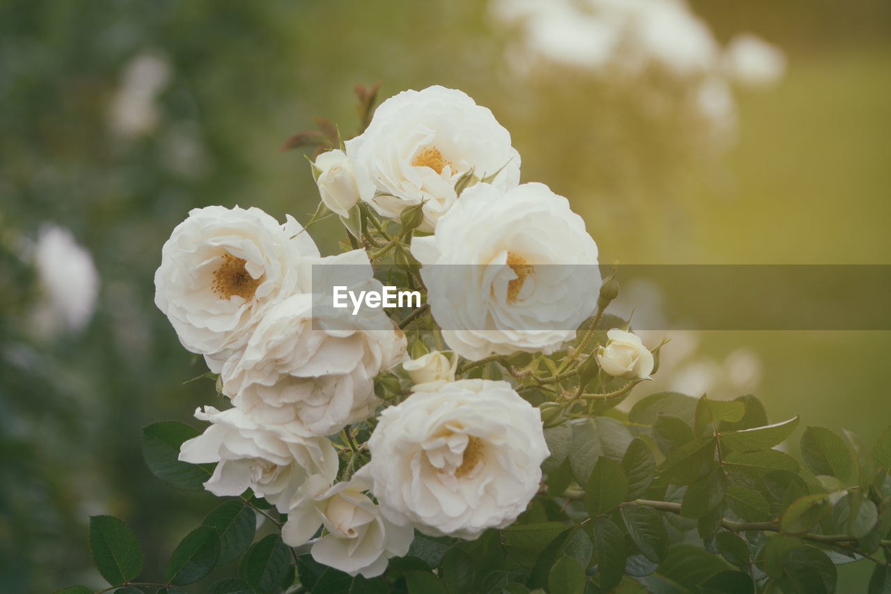 Close-up of white rose