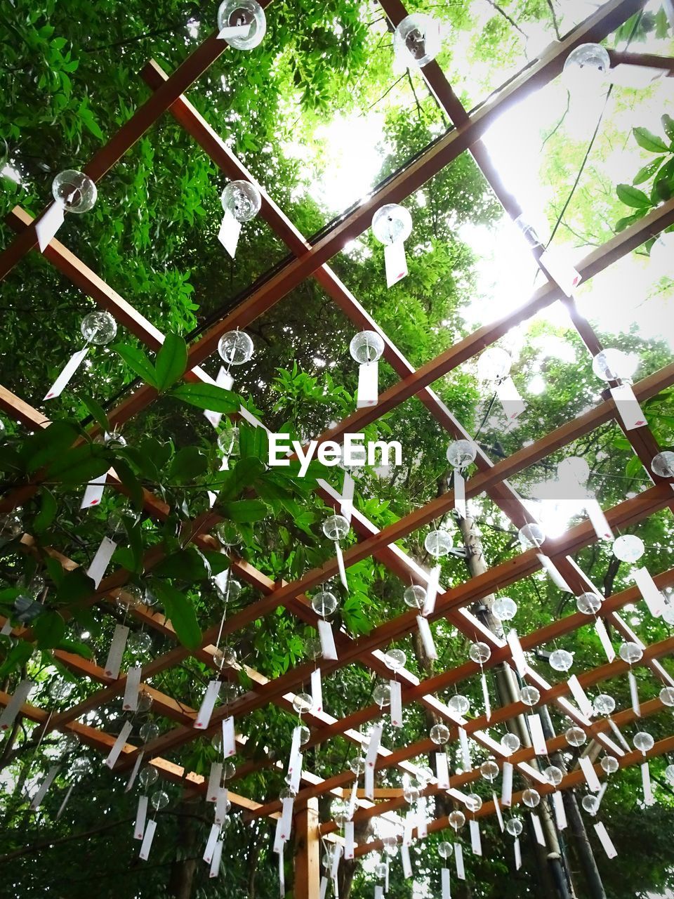 CLOSE-UP OF BAMBOO TREES