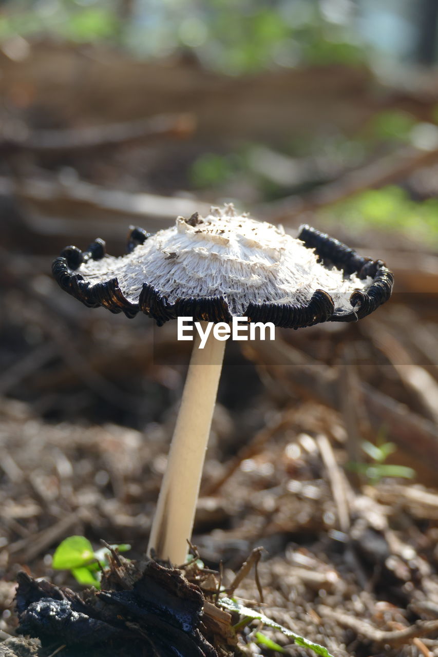 Coprinus comatus or shaggy ink cap is an edible mushroom as long as it is not producing ink