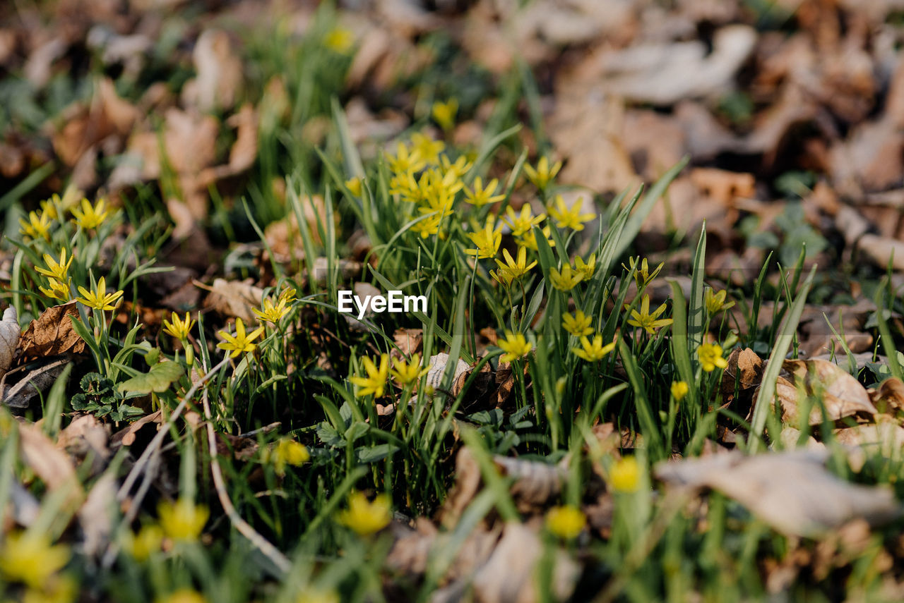 CLOSE-UP OF FLOWERING PLANTS ON LAND