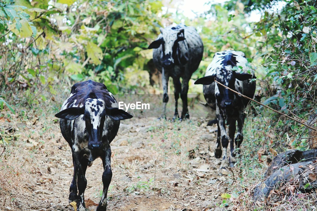 COWS IN FIELD