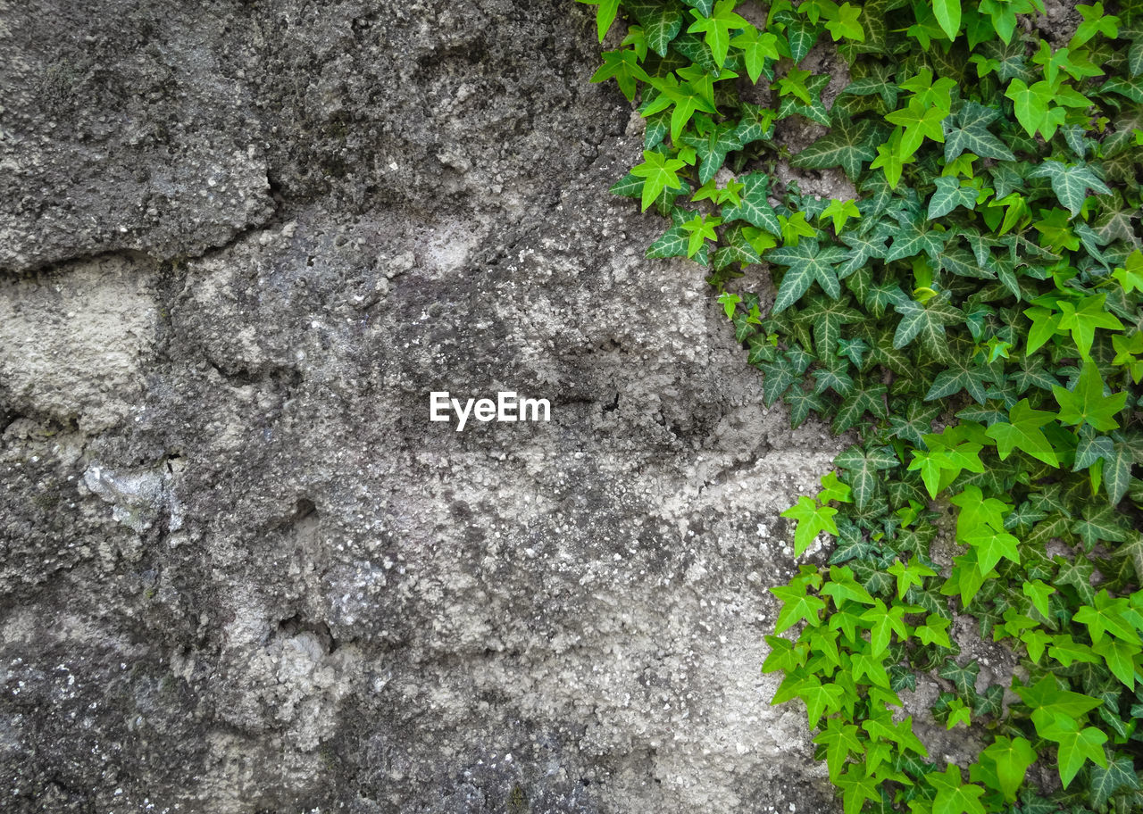 HIGH ANGLE VIEW OF PLANTS GROWING BY WALL