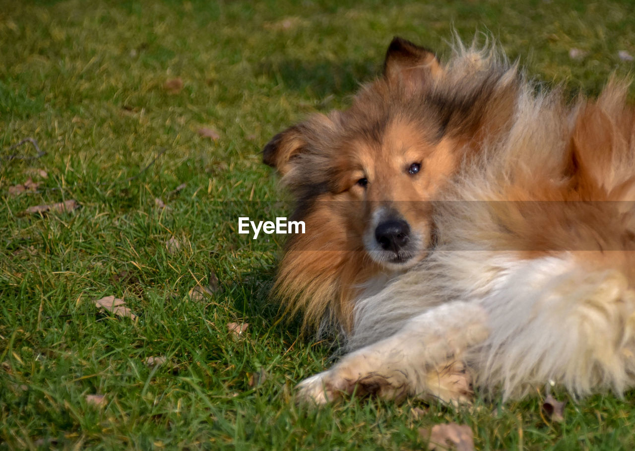 PORTRAIT OF A DOG ON FIELD