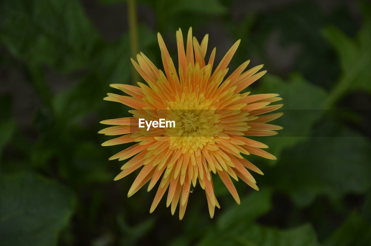 Close-up of yellow flowering plant