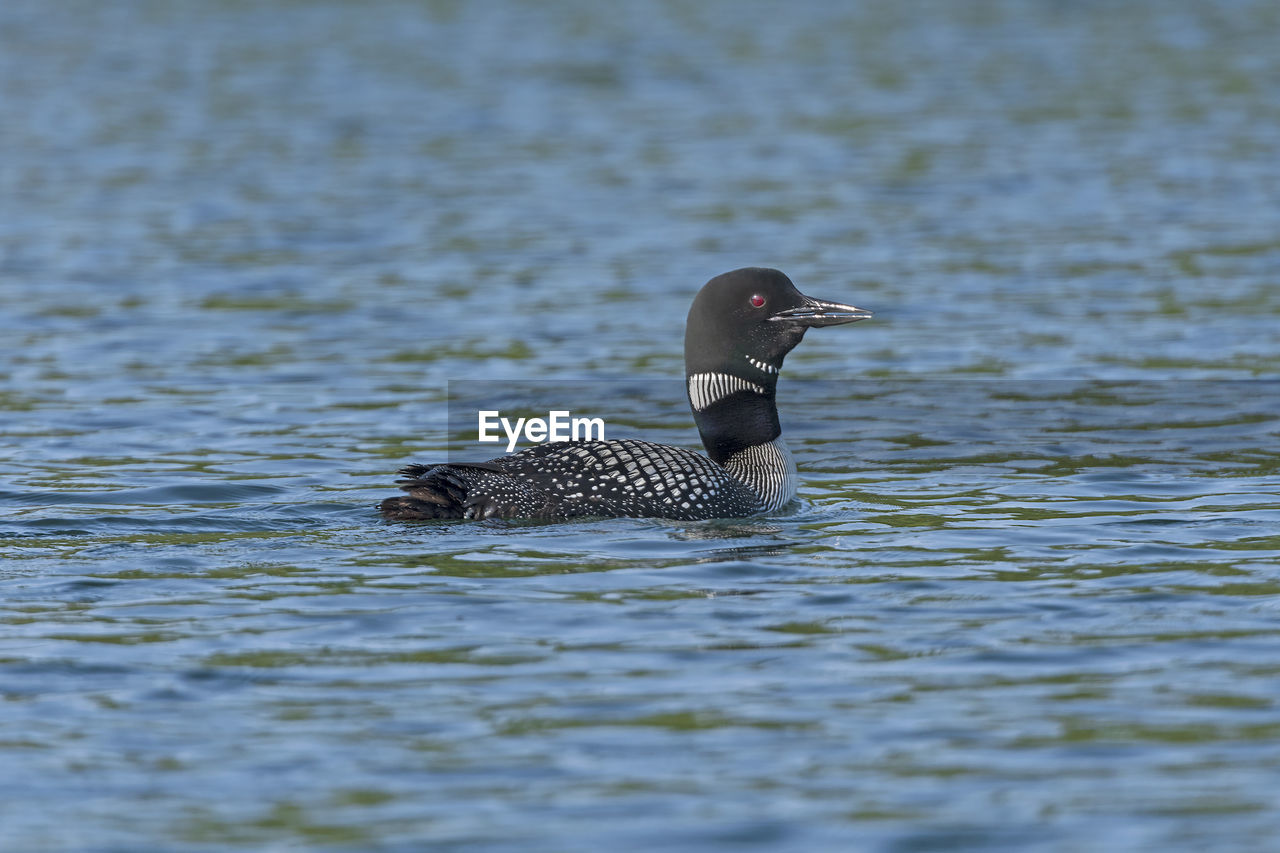 Loon calling on ottertrack lake in quetico provincial park
