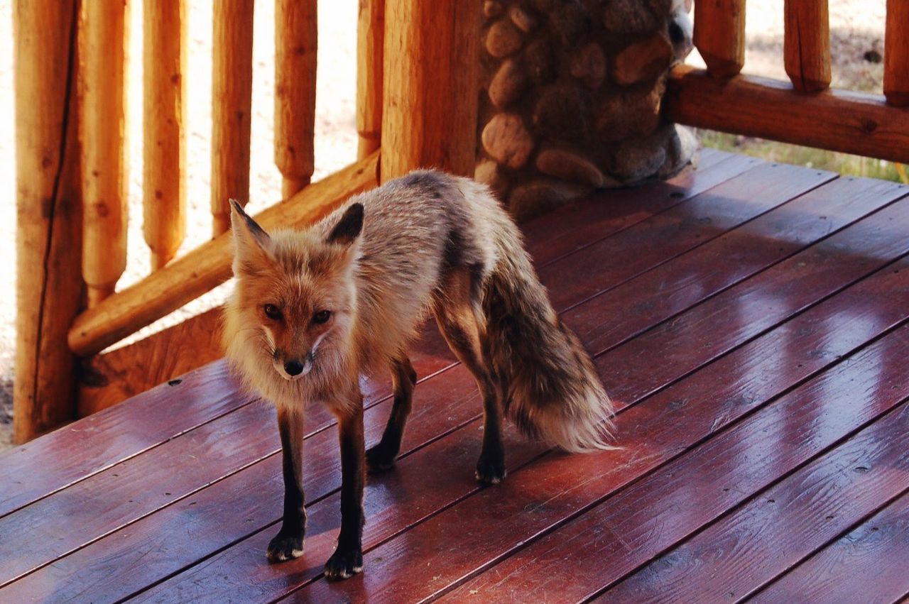 Portrait of a fox on wooden floor