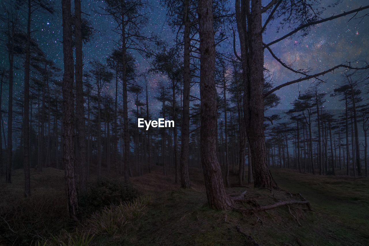 Trees in forest against sky at night