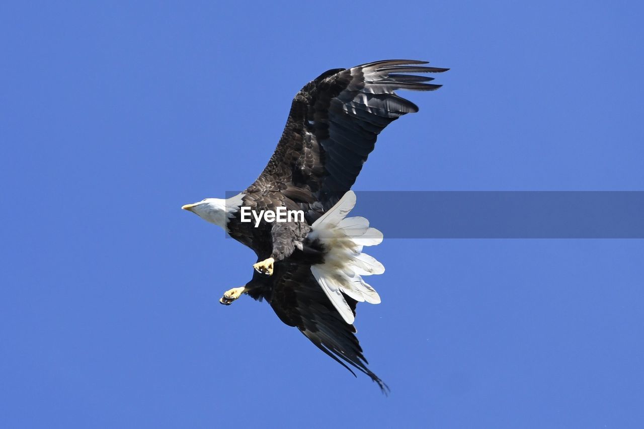 bird, animal, animal themes, wildlife, animal wildlife, flying, bird of prey, eagle, blue, bald eagle, one animal, animal body part, clear sky, beak, sky, nature, spread wings, no people, wing, motion, sunny, full length, mid-air, outdoors, copy space, animal wing, day, low angle view