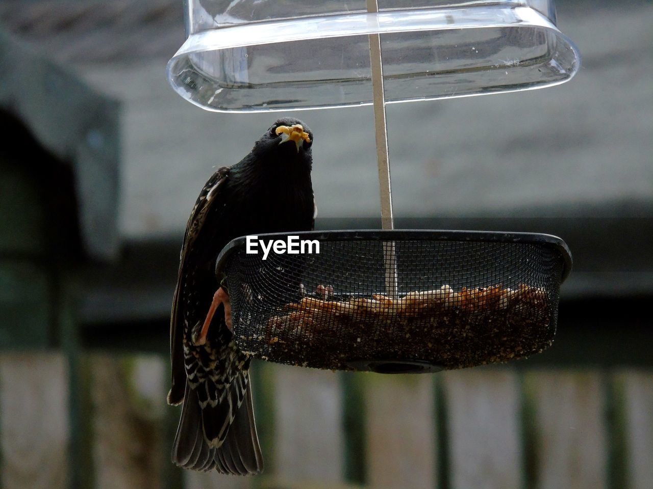 CLOSE-UP OF BIRD PERCHING ON FEEDER IN CONTAINER