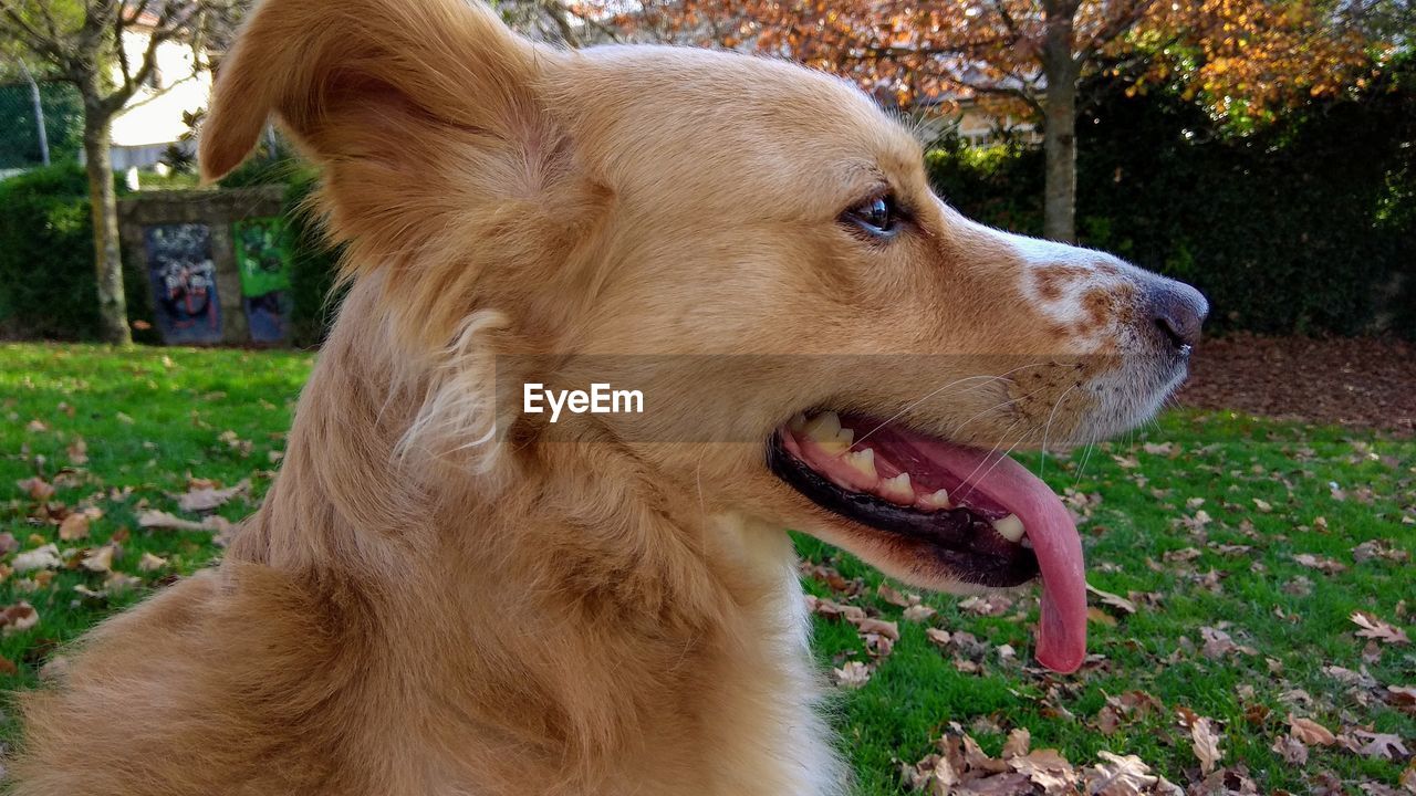 Close-up of a dog looking away