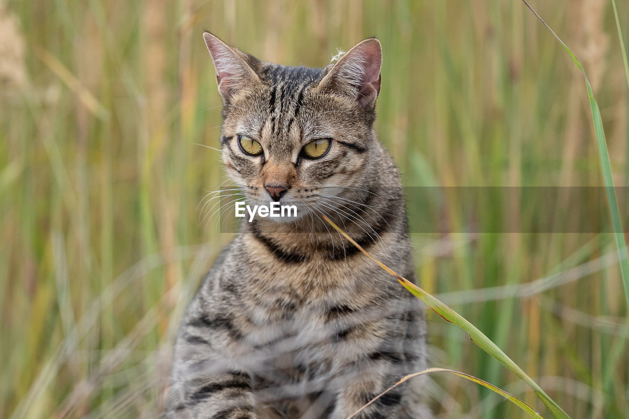 animal, animal themes, cat, mammal, feline, wild cat, pet, one animal, domestic cat, whiskers, domestic animals, small to medium-sized cats, grass, felidae, portrait, plant, carnivore, tabby cat, no people, looking at camera, bobcat, lynx, nature, prairie, sitting