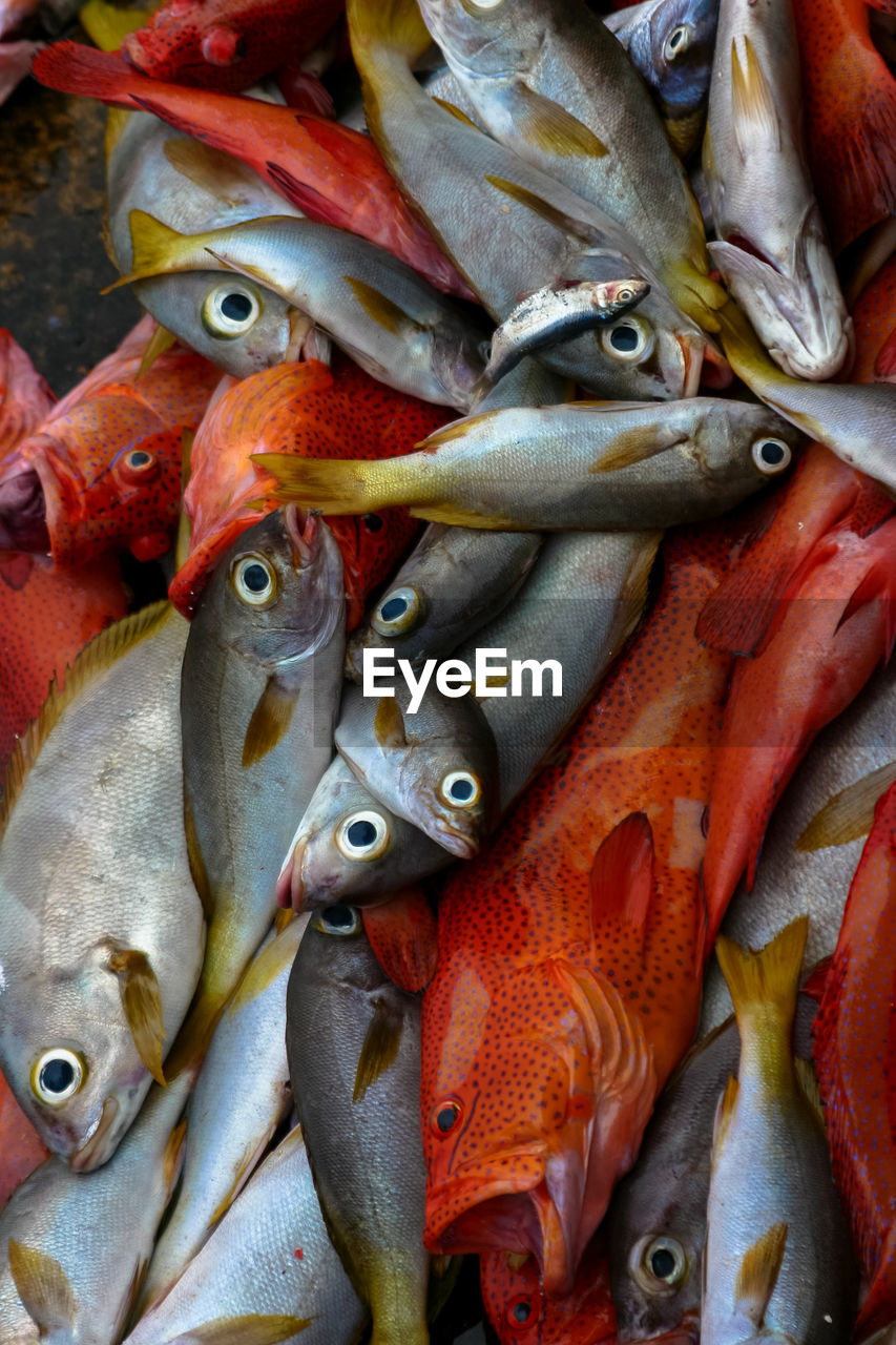 CLOSE-UP OF FISH IN MARKET