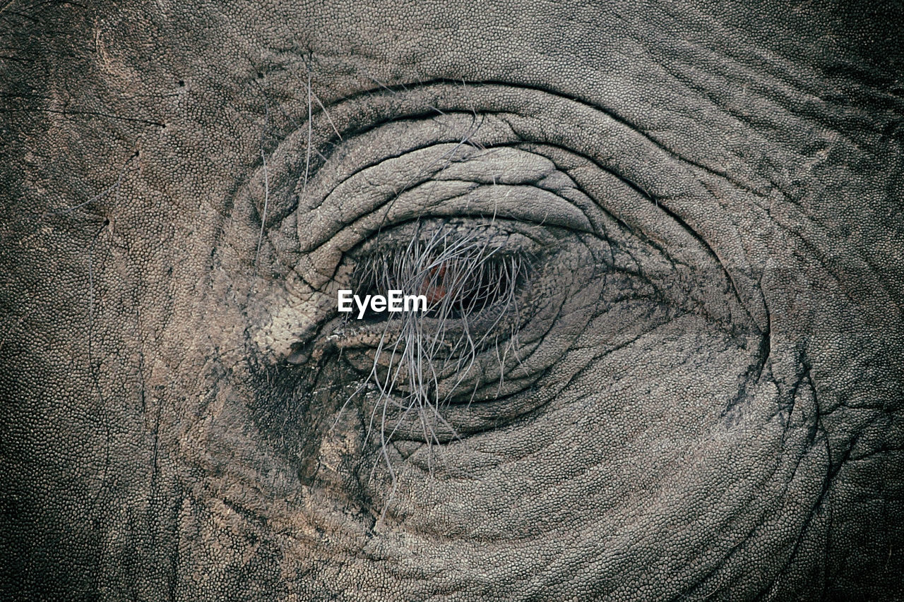 Full frame shot of elephant