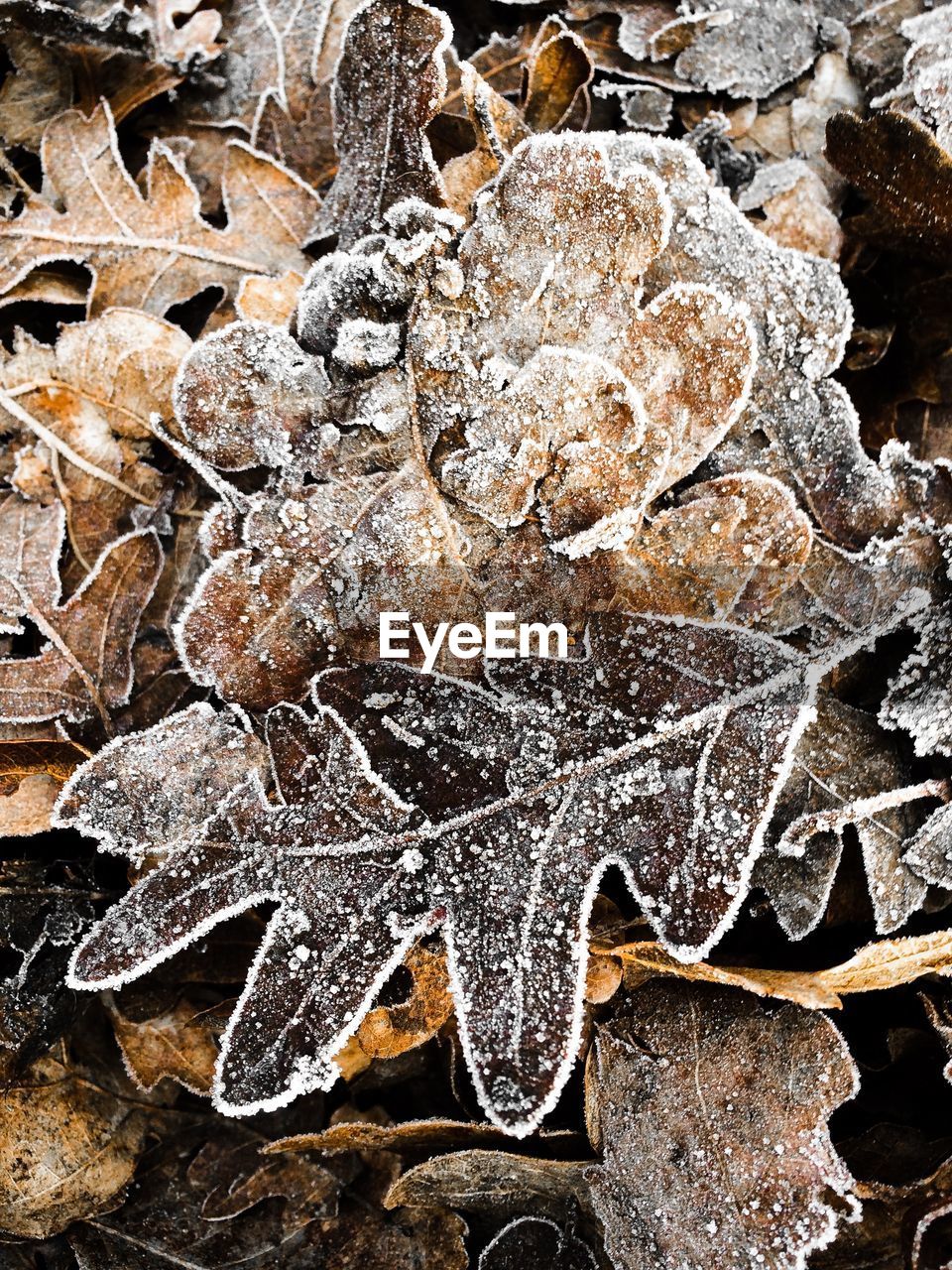 Directly above view of frost on dry fallen leaves