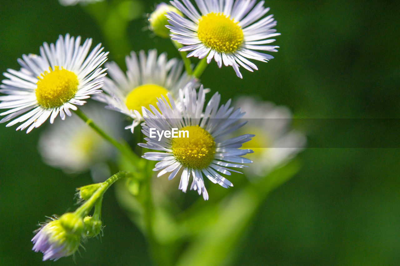 flower, flowering plant, plant, freshness, beauty in nature, flower head, fragility, growth, close-up, inflorescence, petal, daisy, nature, yellow, no people, focus on foreground, meadow, white, pollen, wildflower, botany, macro photography, outdoors, green, springtime, blossom, day, selective focus, summer