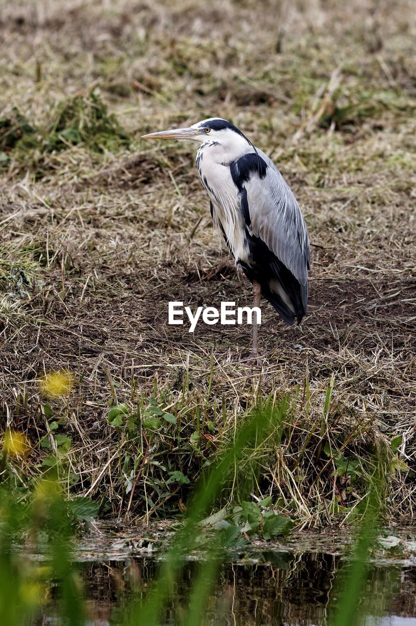 Side view of a bird on the ground