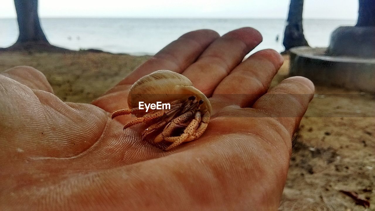 CLOSE-UP OF HAND HOLDING LIZARD ON BEACH