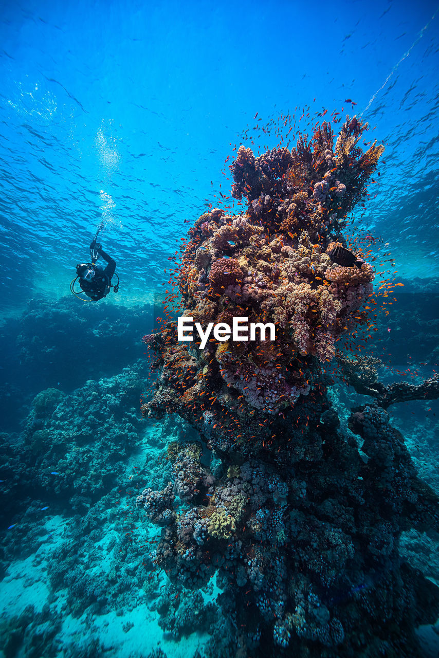 Scuba diver swimming by coral