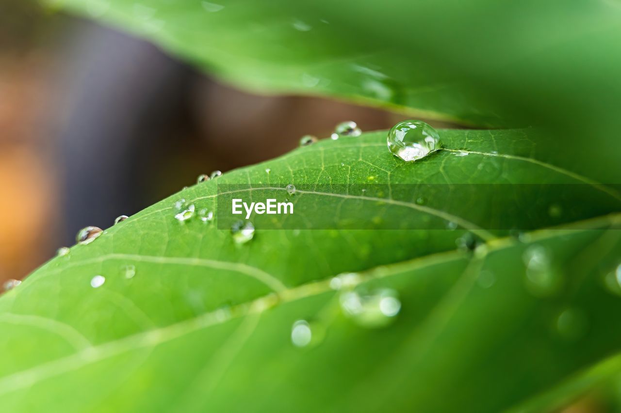 CLOSE-UP OF WATER DROPS ON LEAVES