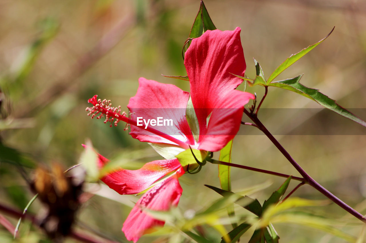 Close-up of red flower