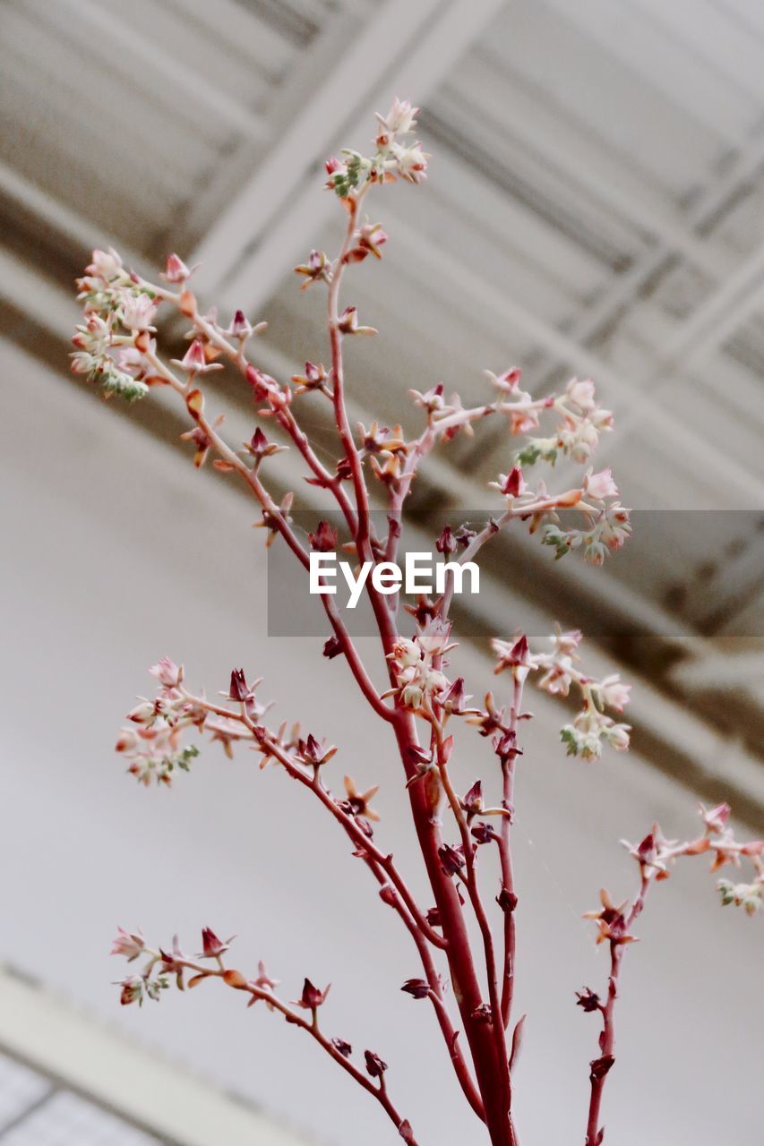 Low angle view of pink flowering plant