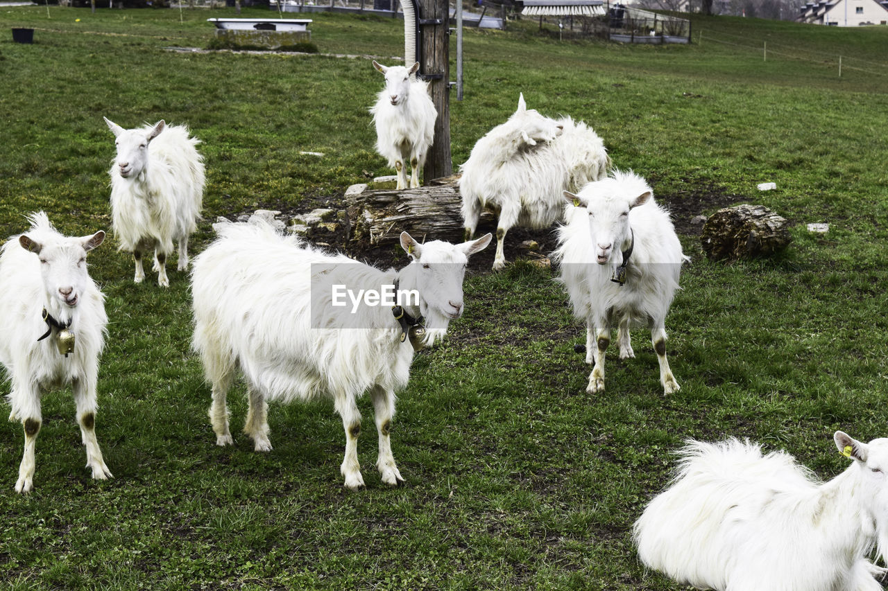 SHEEP STANDING ON FIELD