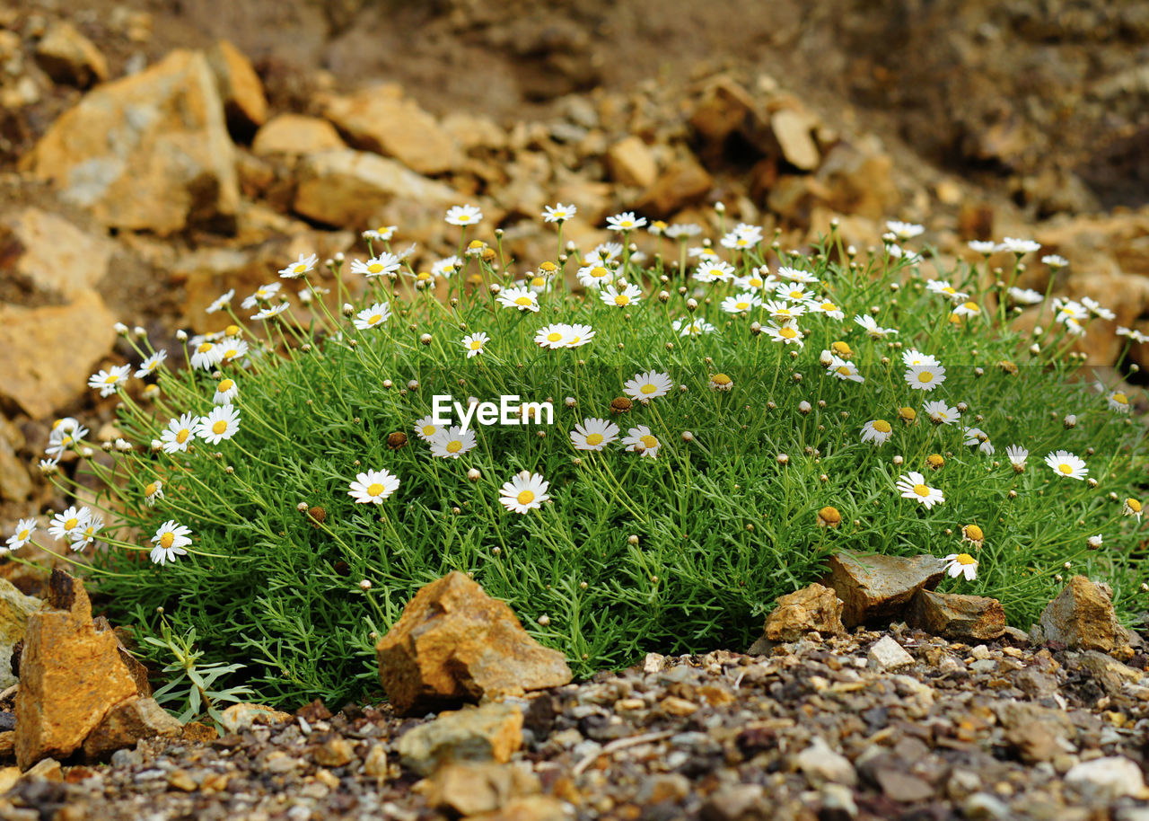 Close-up of plants