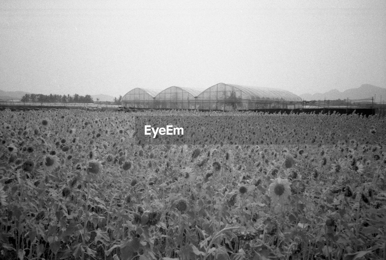 black and white, landscape, land, sky, field, monochrome, environment, monochrome photography, agriculture, horizon, nature, plant, rural scene, no people, farm, scenics - nature, growth, rural area, day, tranquility, crop, tranquil scene, soil, clear sky, beauty in nature, outdoors, black, plain