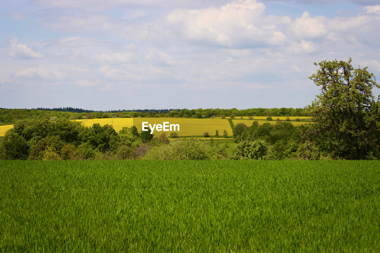 plant, landscape, field, environment, land, rural scene, pasture, agriculture, sky, grassland, grass, rapeseed, meadow, prairie, nature, green, growth, scenics - nature, plain, tree, crop, beauty in nature, cloud, flower, farm, no people, tranquility, rural area, food and drink, horizon, food, tranquil scene, hill, paddy field, outdoors, day, cereal plant, canola, natural environment, yellow, produce, non-urban scene, springtime, social issues, idyllic, foliage, lush foliage, freshness