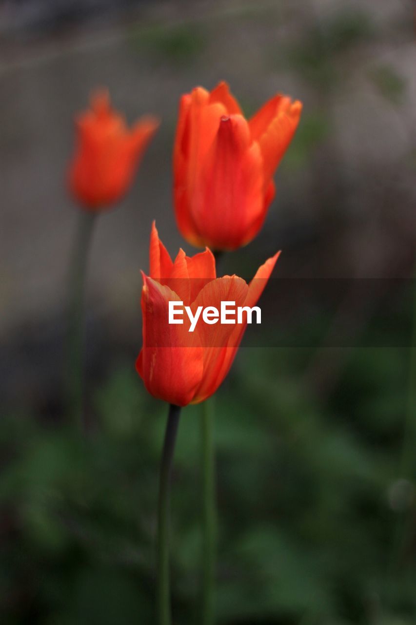 Close-up of red poppy blooming outdoors