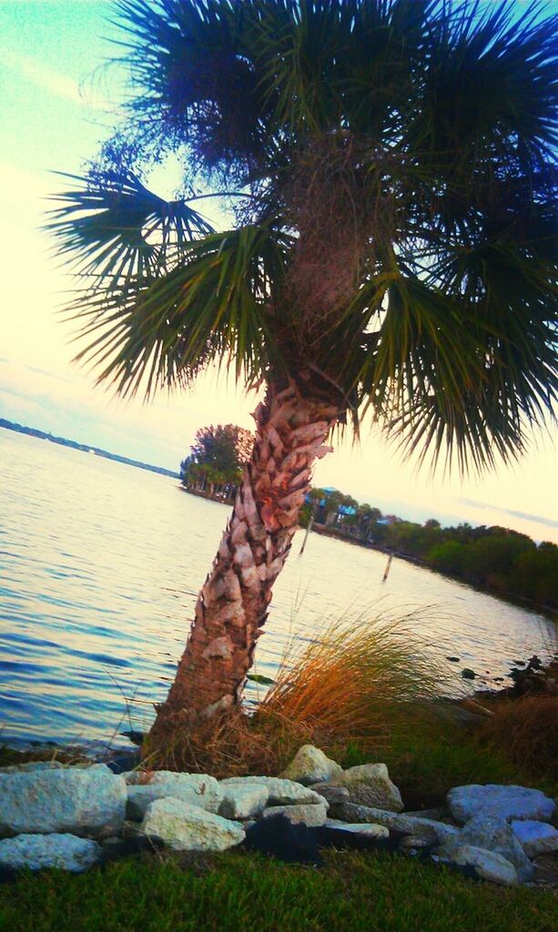 CLOSE-UP OF PALM TREE AT BEACH AGAINST SKY