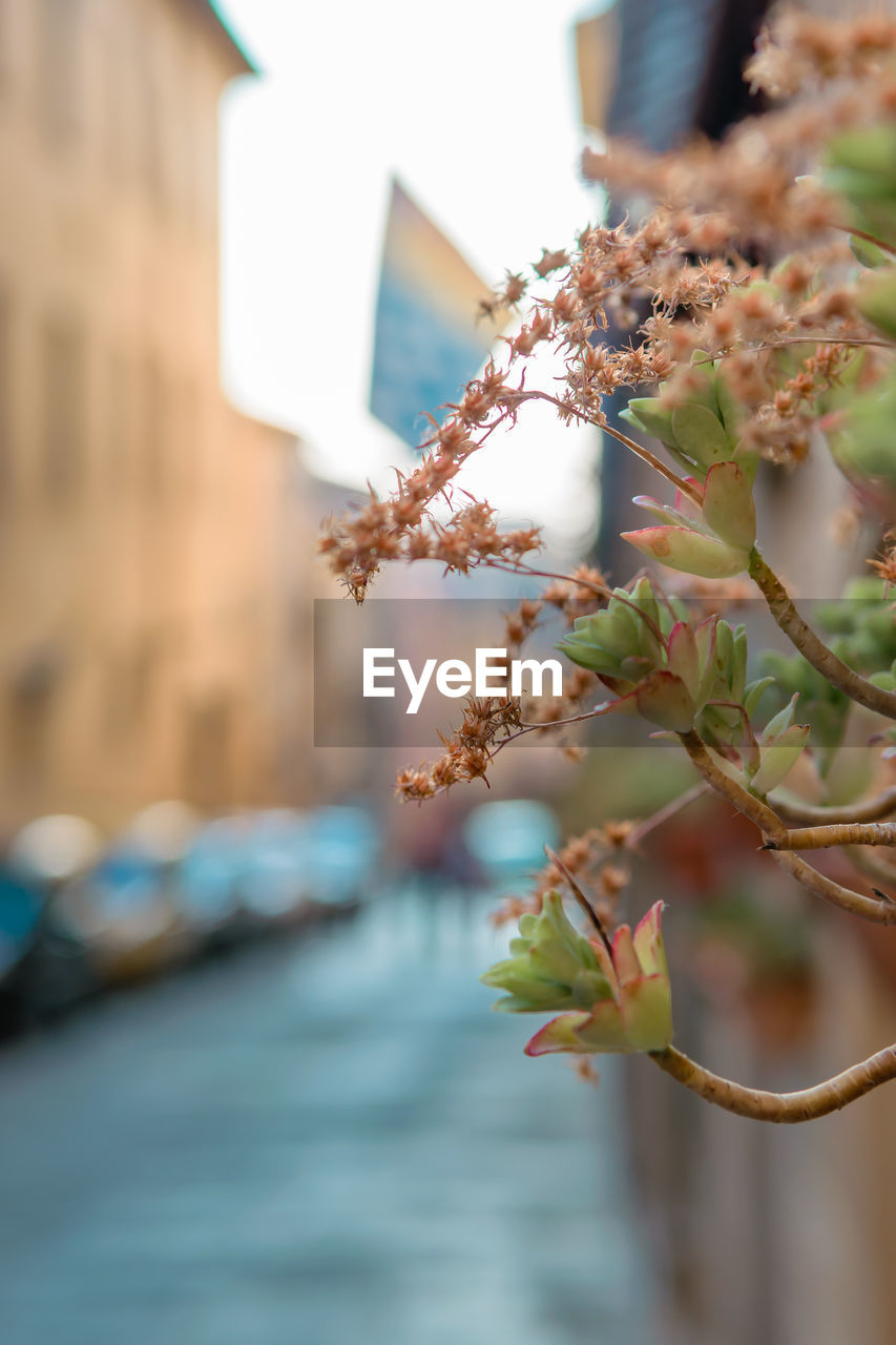 CLOSE-UP OF FLOWERING PLANT AGAINST BUILDINGS