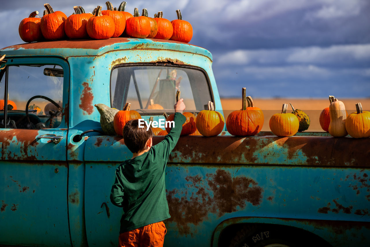Small boy picking orange pumpkins from an antique blue truck