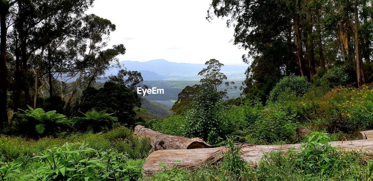 TREES GROWING ON MOUNTAIN AGAINST SKY