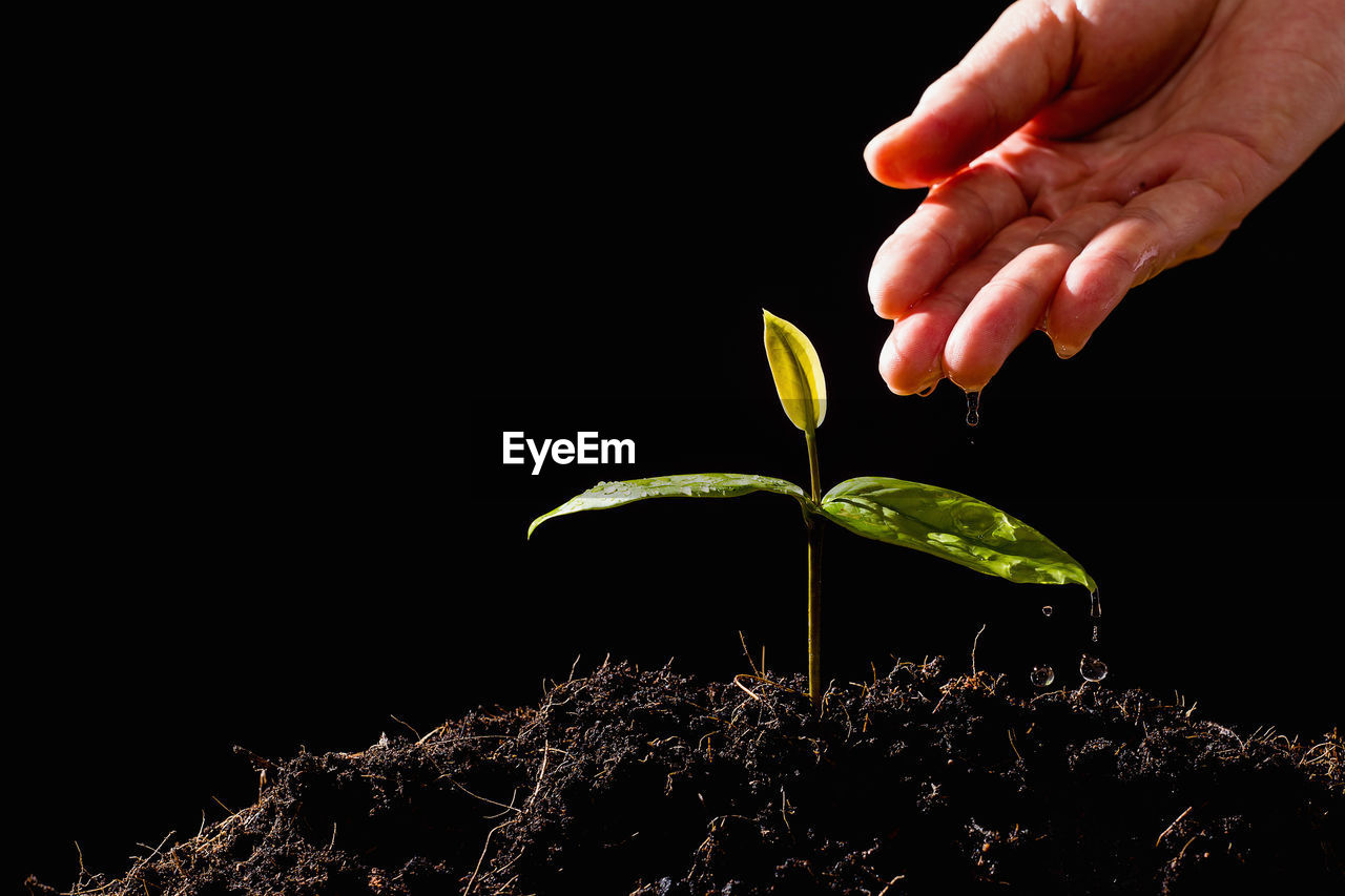 Close-up of hand watering plant against black background