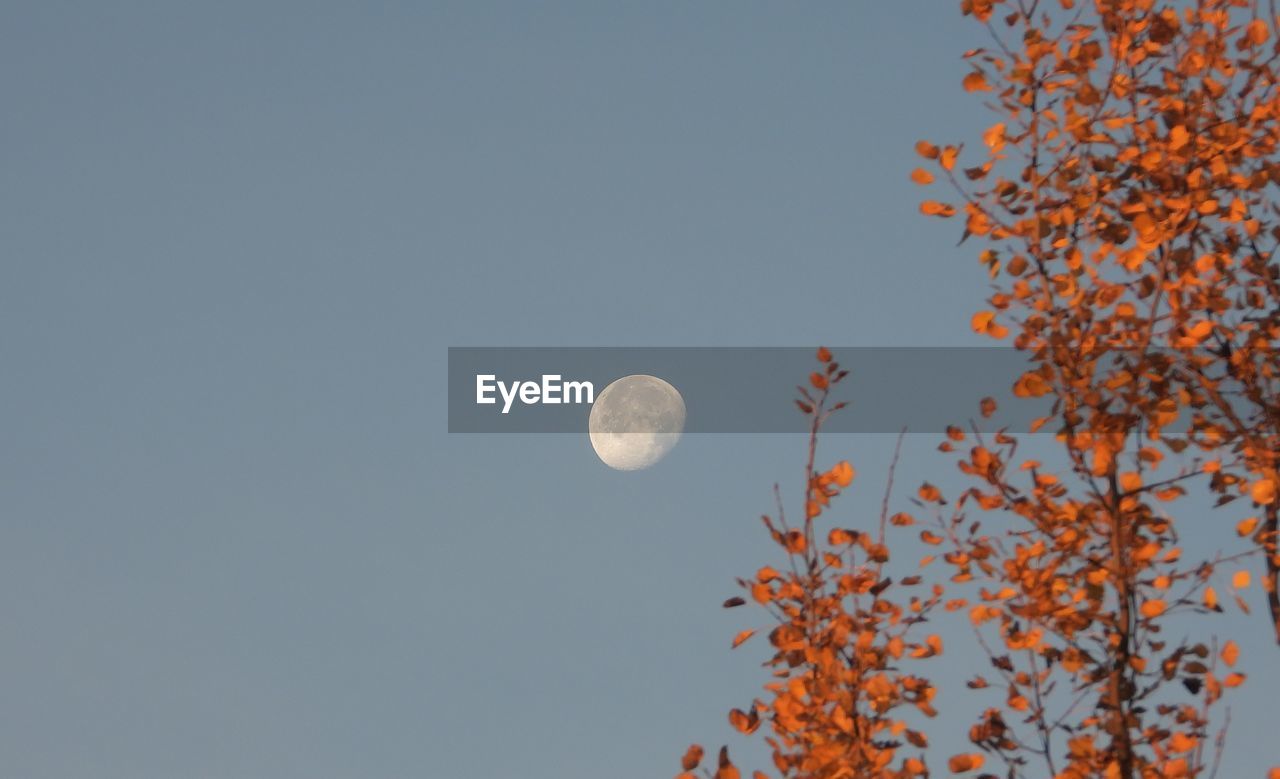 sky, moon, tree, plant, nature, beauty in nature, low angle view, no people, space, clear sky, tranquility, astronomy, scenics - nature, full moon, branch, outdoors, copy space, tranquil scene, autumn, leaf, blue, night, growth, planetary moon, flower, idyllic, orange color