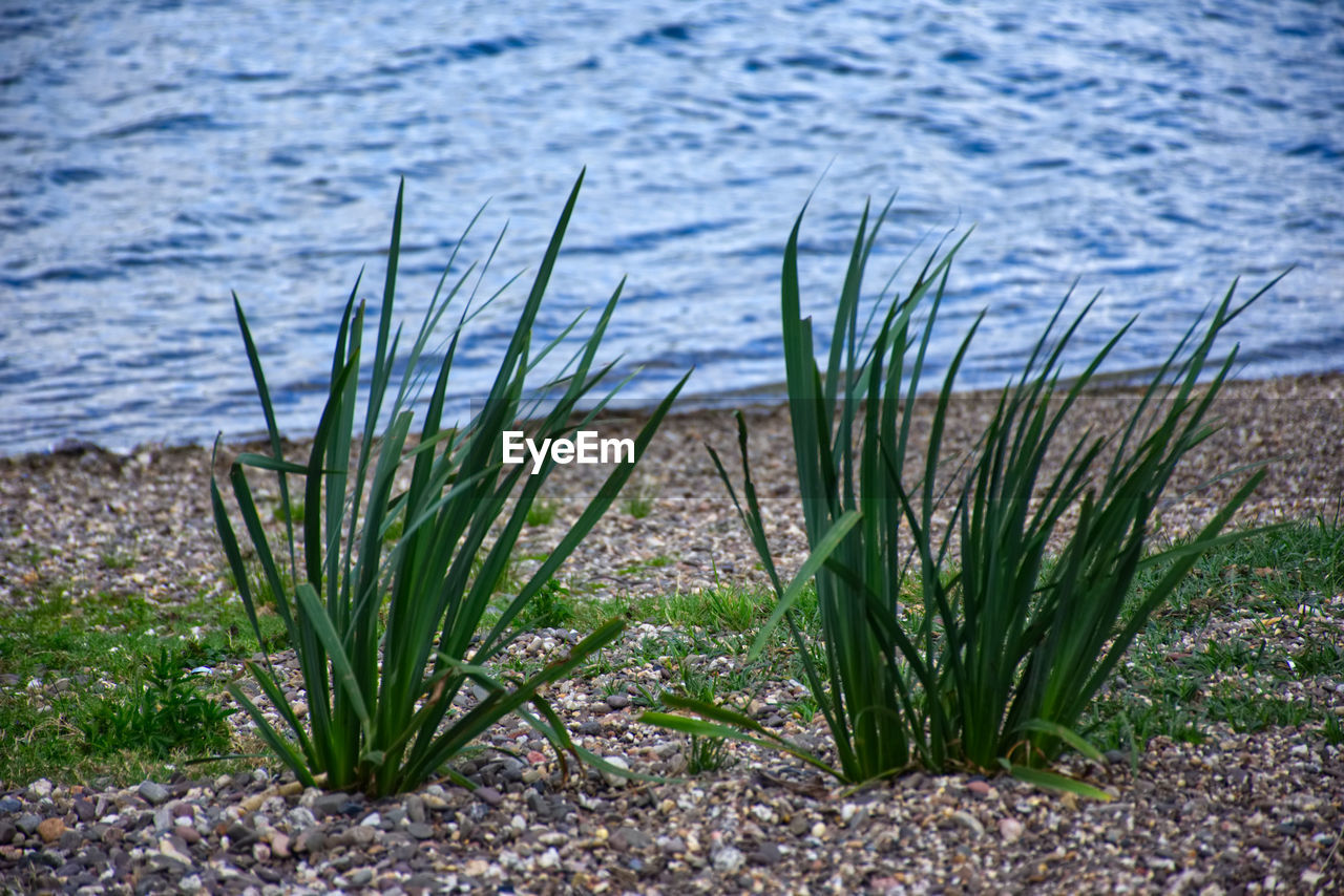 PLANTS GROWING ON SHORE